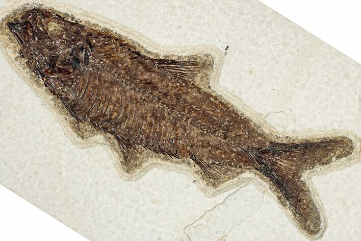 Detailed Fossil Fish (Knightia) - Wyoming #349221